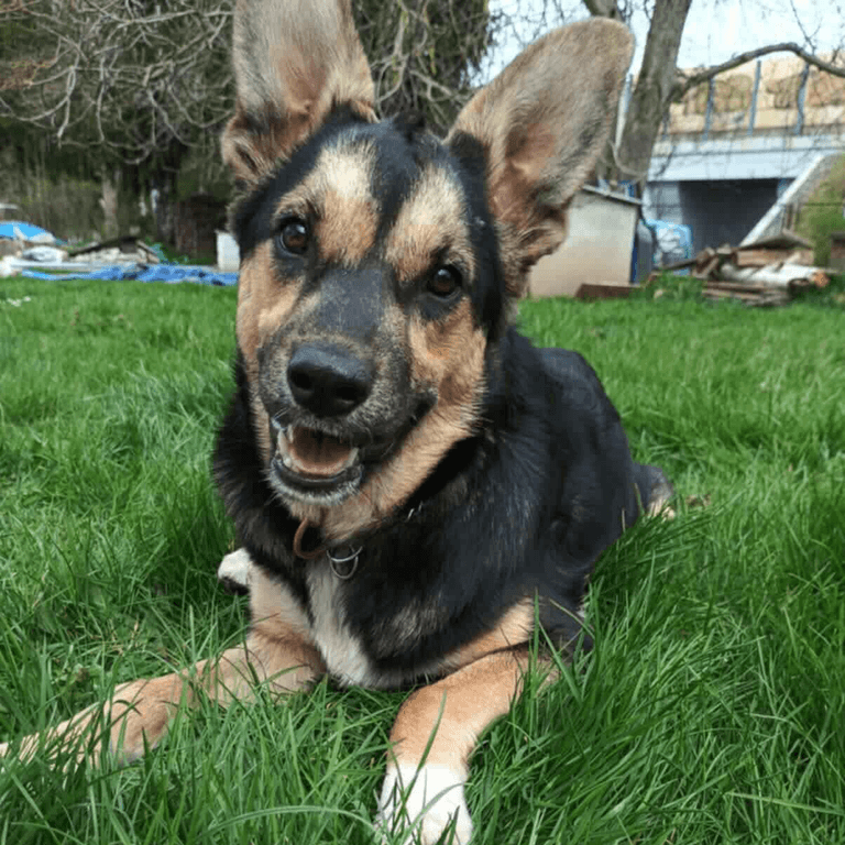 Zachráněný pejsek Hanny