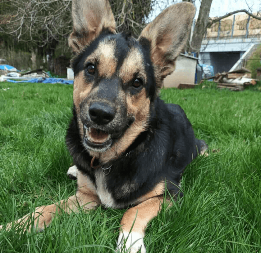 Zachráněný pejsek Hanny