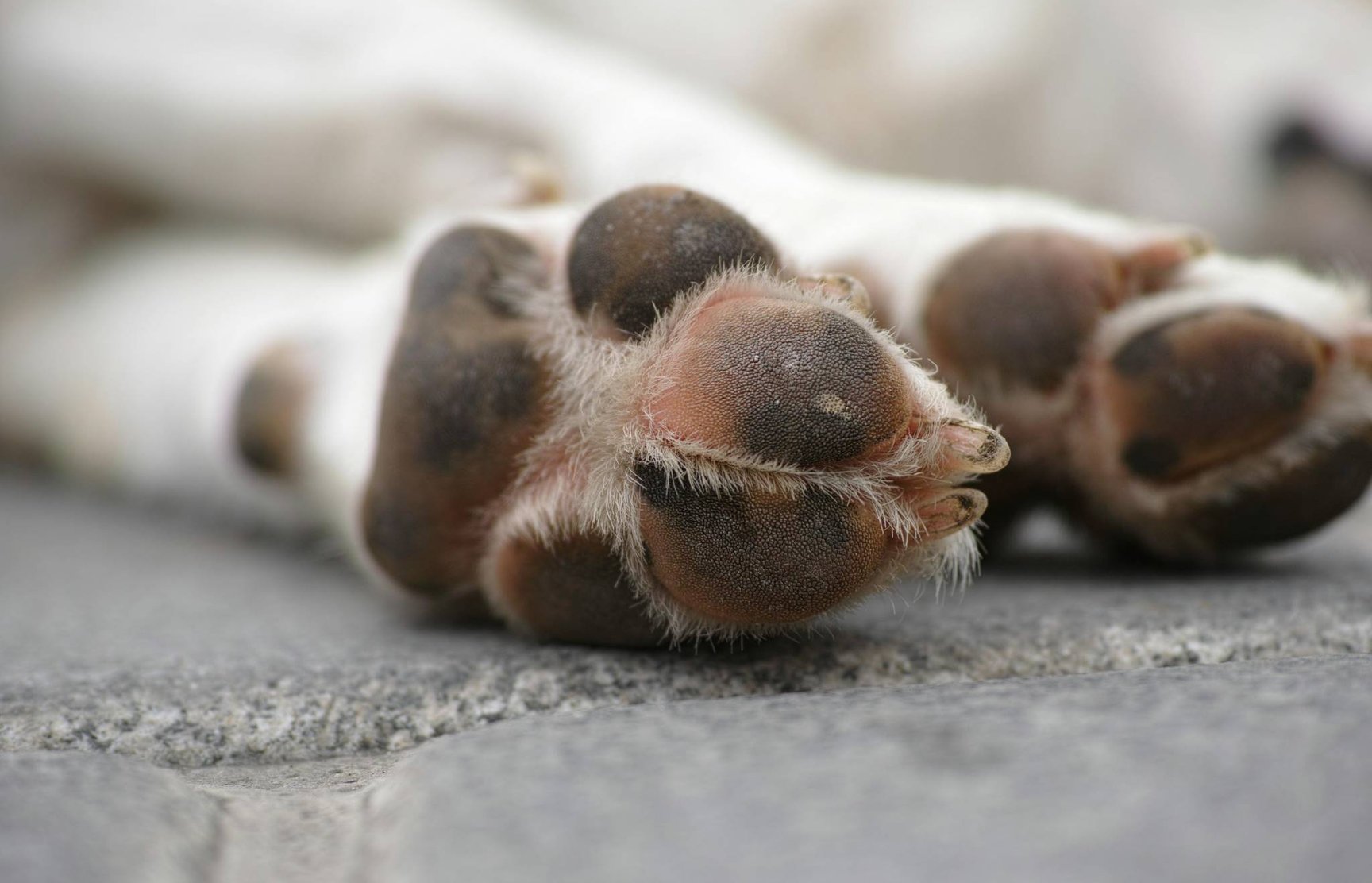 Tlapky psa v trávě