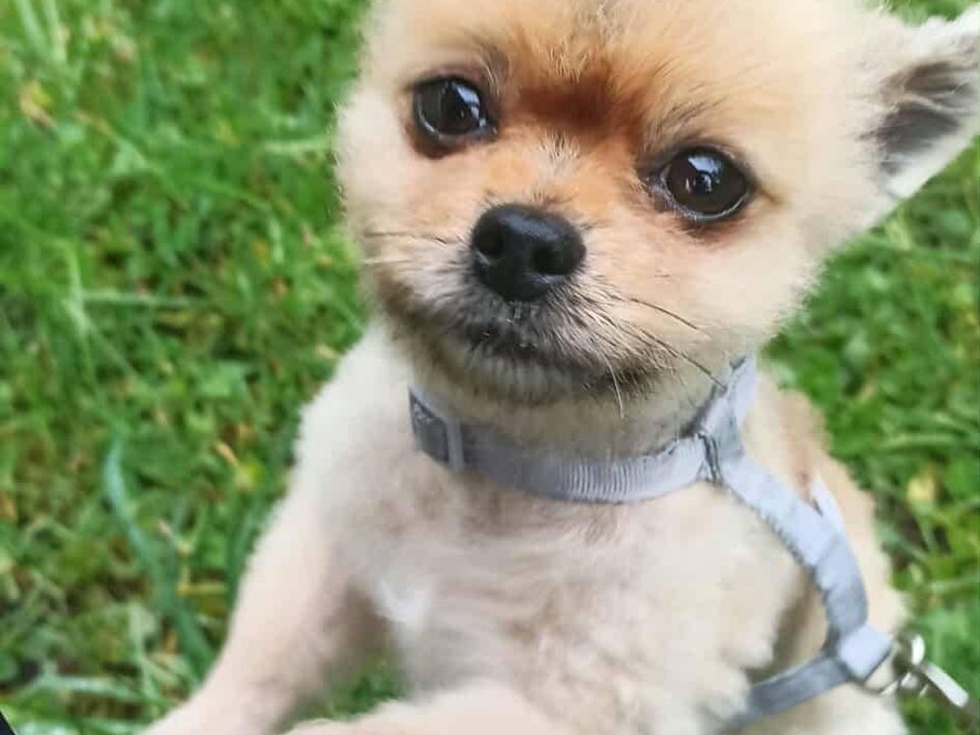 Sven - yorkšírský teriér